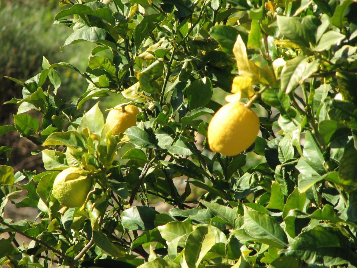 Villa Perla Blanca Sayalonga Buitenkant foto